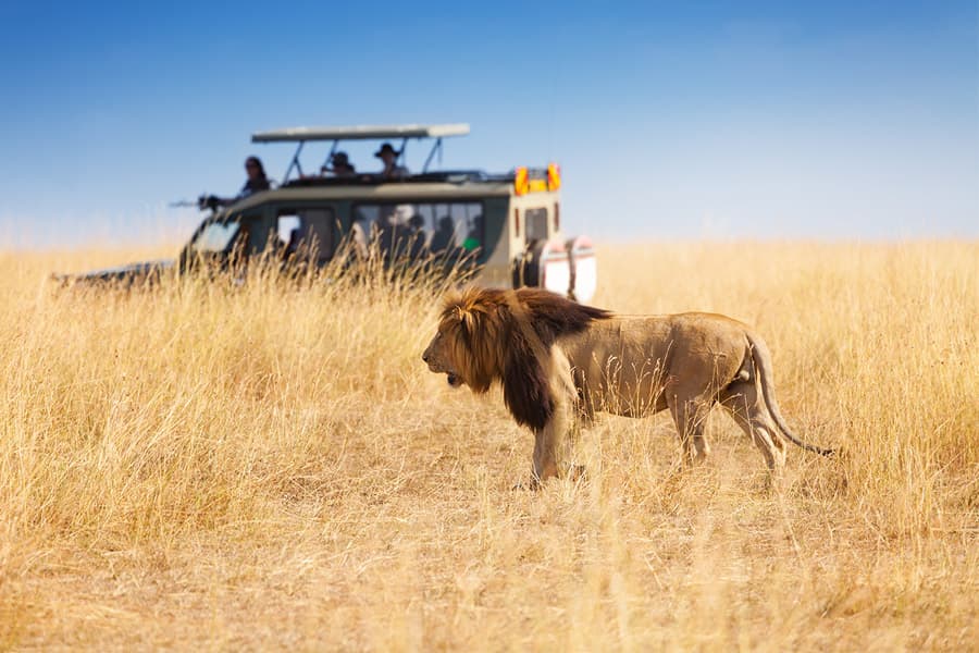 spring sale lion safari