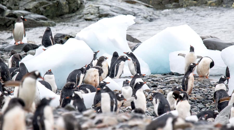 a colony of Gentoo penguins (Pygoscelis papua) resting on a rocky shore alongside chunks of glacial ice