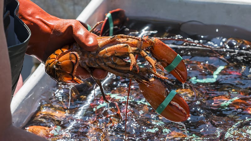 Lobsterman Maine_194657415_AdobeStockRF.jpeg