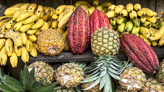 fruit
