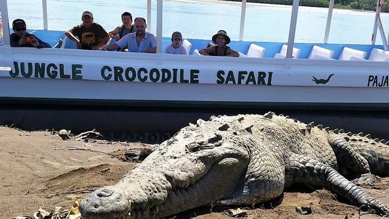 massive American crocodile resting on a muddy bank right next to a tourist boat from the Jungle Crocodile Safari tour group.