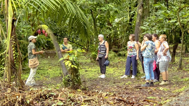 Tirimbina Rainforest Center, cacao plantation