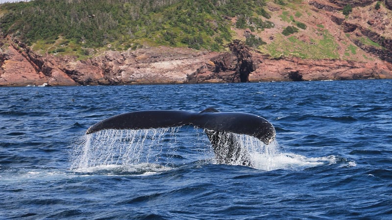 whale-2020975.jpeg