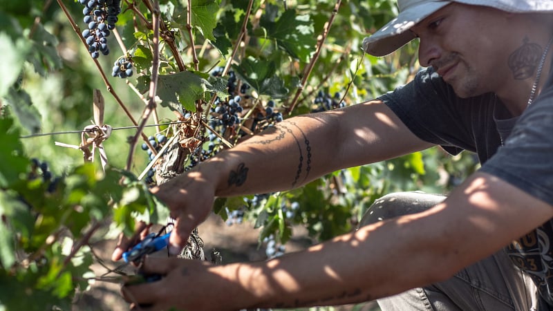 A person harvesting grapes by hand in a vineyard.