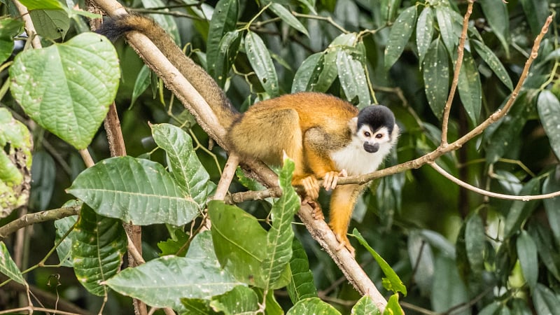 This animal is a Central American squirrel monkey (Saimiri oerstedii), also commonly known as the red-backed squirrel monkey.