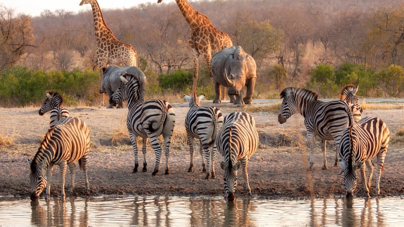 Zebras and Giraffes