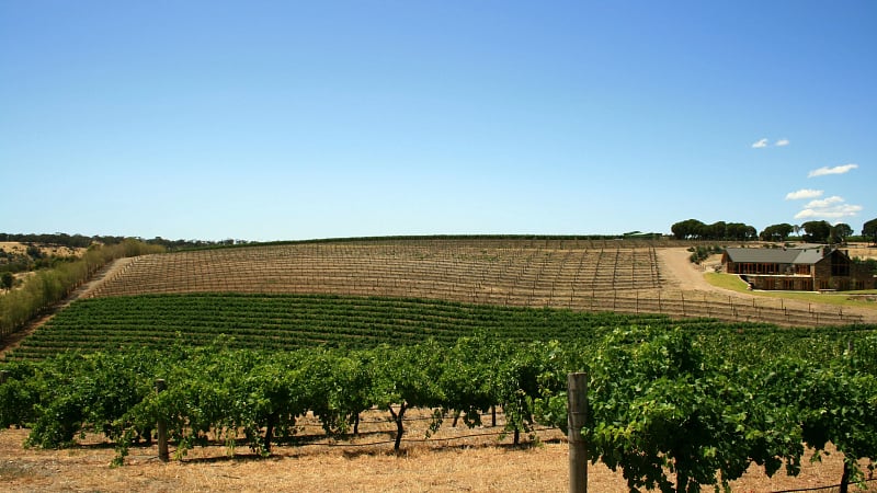 Chapel Hill Winery and Retreat, a prominent estate situated in the McLaren Vale wine region of South Australia.