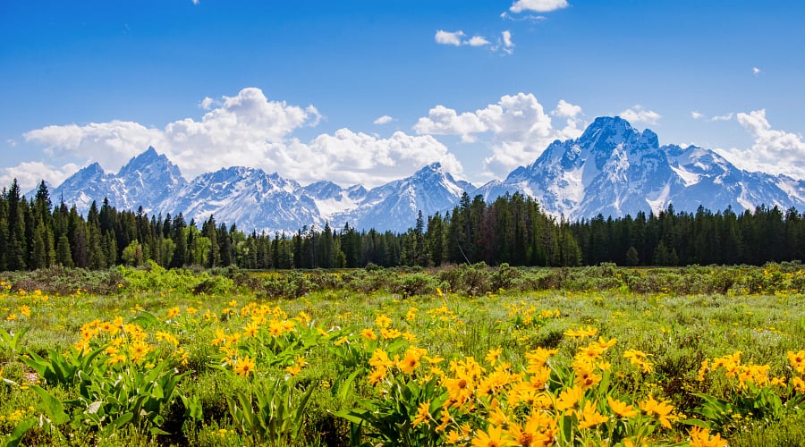 Flowers Grand Teton