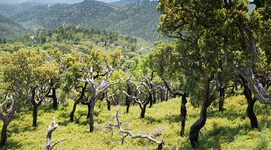 Portugal Cork Country