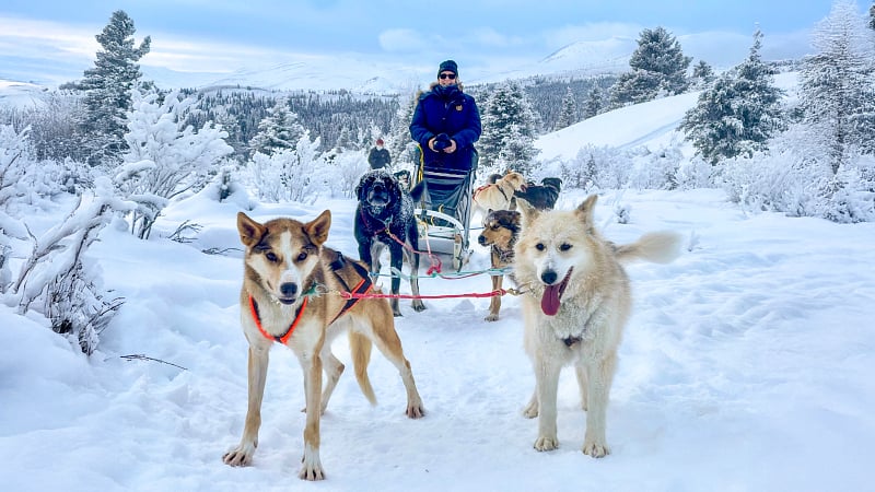 dog sledding, a winter activity and transportation method where a pack of trained dogs pulls a sled over snow and ice