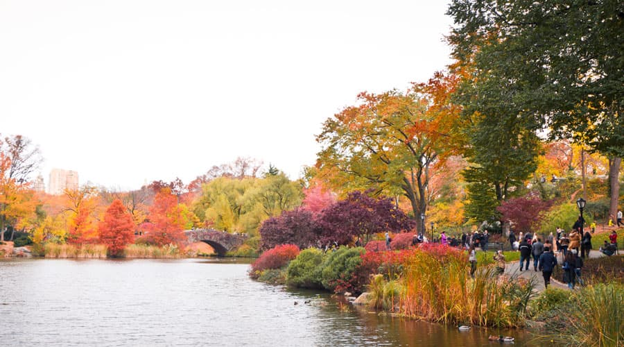 Central park in fall hero