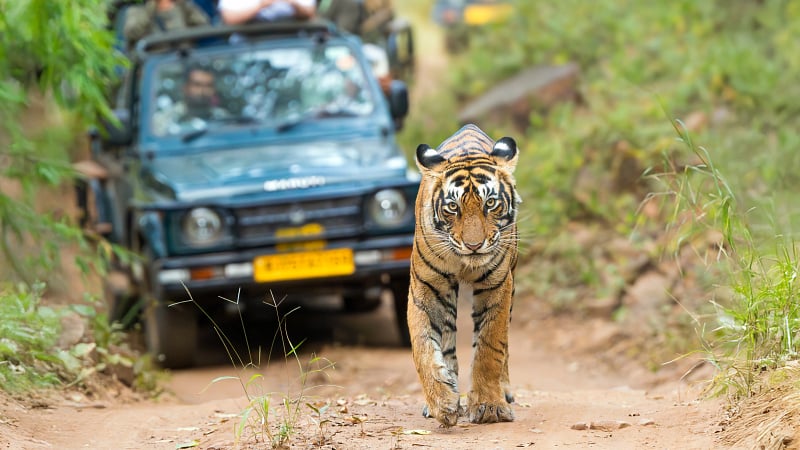 Bengal tiger, mainland Asian tiger - Panthera tigris tigris female walking on road. Photo from Ranthambore National Park, Rajasthan, India.