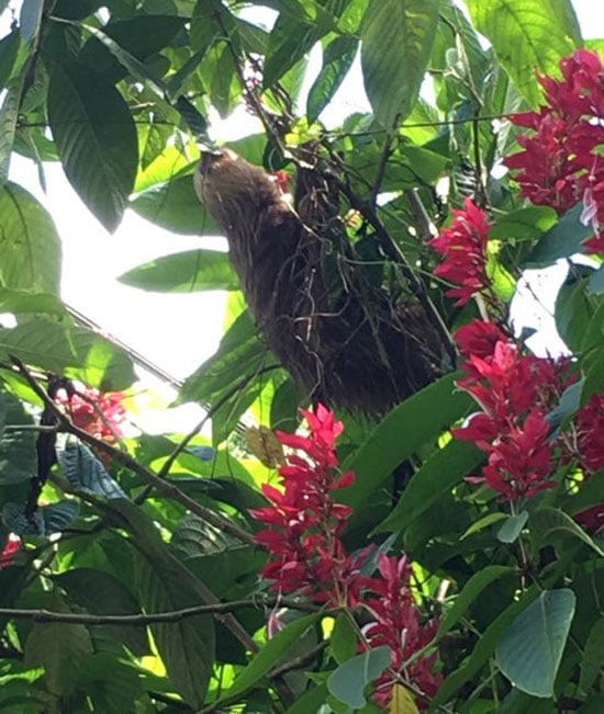 Sloth 1