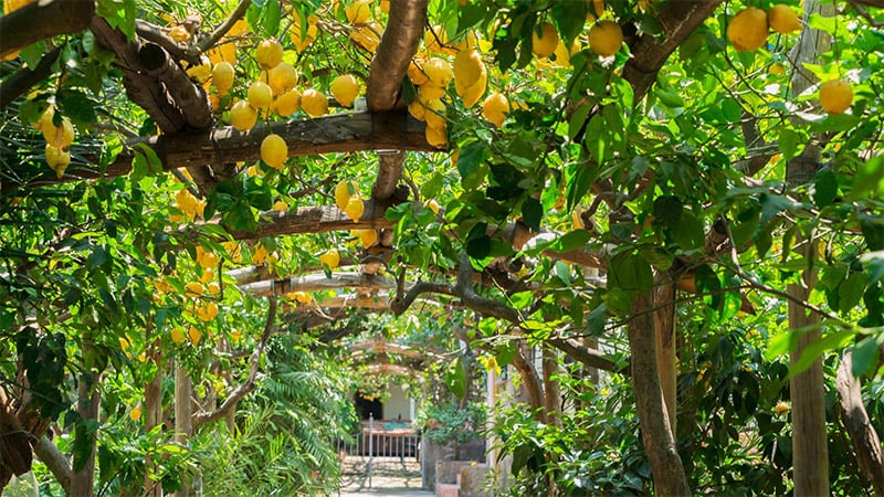 Lemon Tree Italy