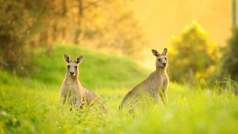 Eastern grey kangaroos standing in a lush, green grassy field during the golden hour.