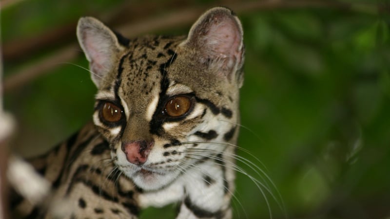 An ocelot, a small wild cat native to the Americas, distinguished by its unique coat patterns.