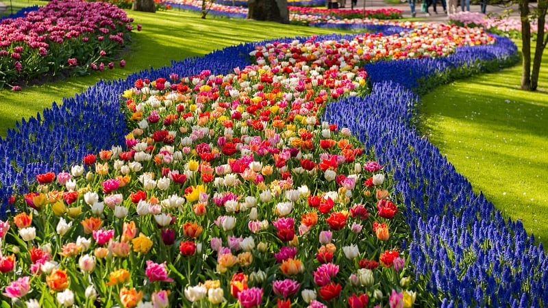 europe spring flowers