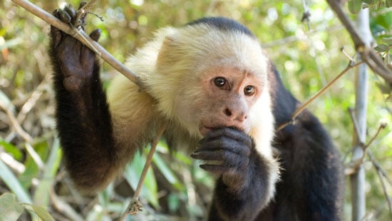 capuchin-monkey-costa-rica