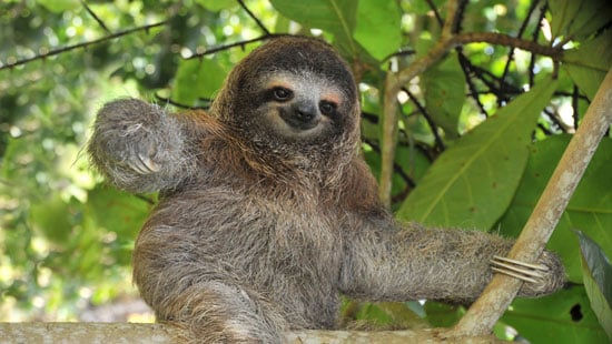 sloth-costa-rica