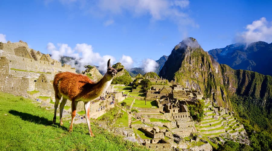 llama grazing on the grassy terraces of Machu Picchu, the iconic 15th-century Inca citadel located in Peru.