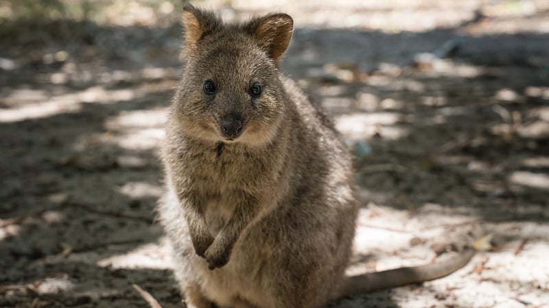 a quokka