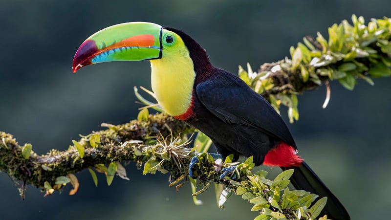 a Keel-billed Toucan (Ramphastos sulfuratus), famously known for its vibrant, multicolored beak.