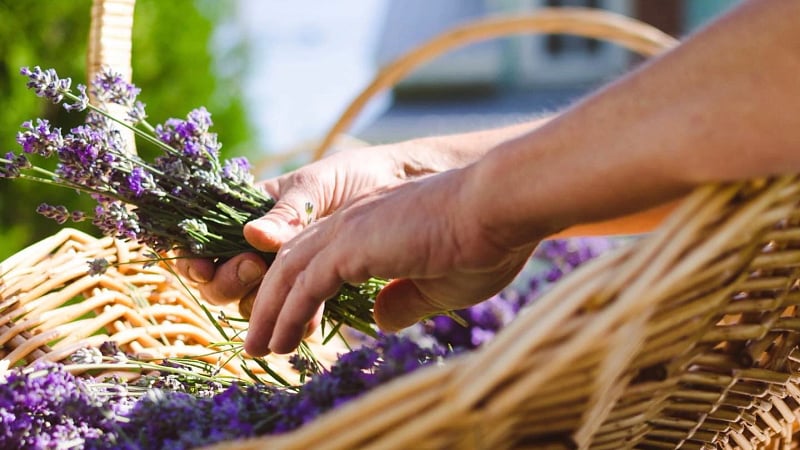 a person harvesting fresh lavender flowers into a woven wicker basket.