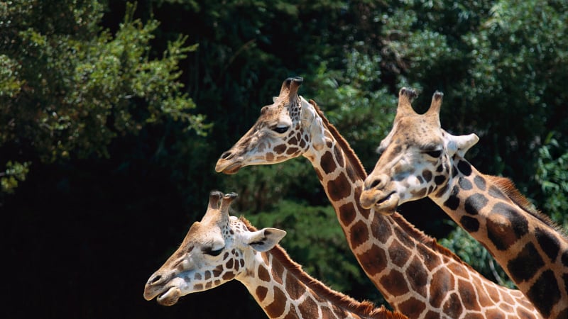 Giraffes_AIA0033E_DSRF_1439.jpeg