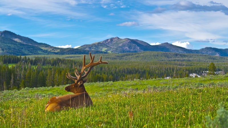 A male North American elk, commonly referred to as a bull elk or wapiti.