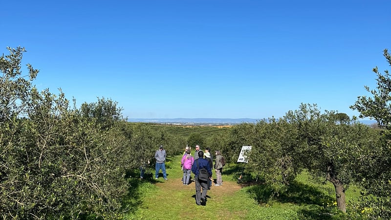 Basilippo olive grove