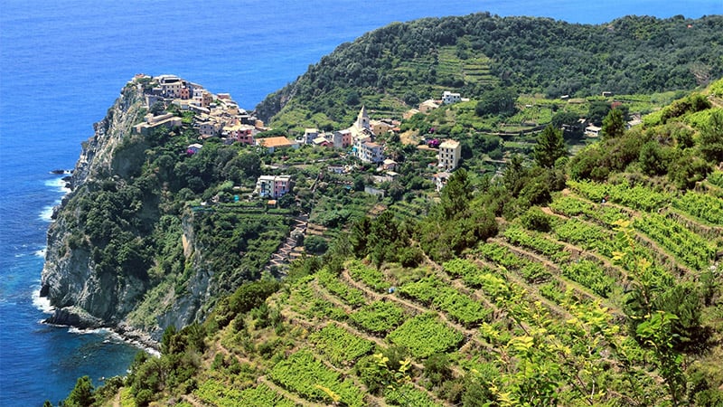 Cinque Terres Olive Groves