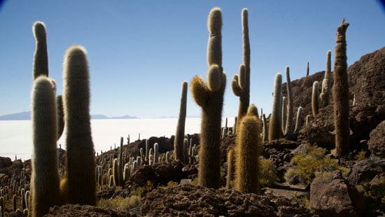 5-isla-incahuasi-in-salt-flats