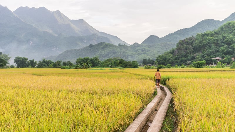 Local woman walking in the rice fields near Lac Village, Mai Chau valley, Vietnam
