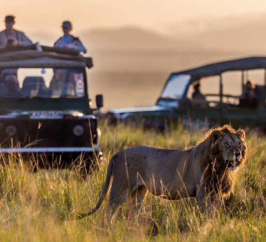 Lion