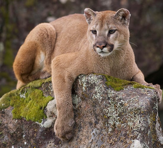 Patagonia Puma