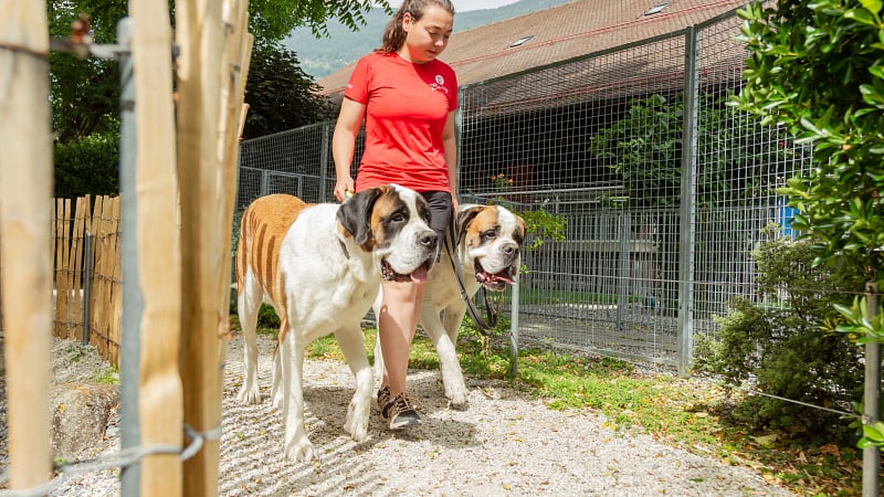 Dog keeper walking two Saint Bernard dogs at Barryland, a museum and theme park dedicated to the national dog of Switzerland.