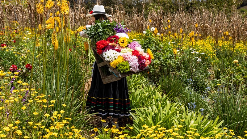 This image shows a silletero (flower carrier) preparing an intricate, handcrafted flower arrangement called a silleta. This is the central icon of the famous Feria de las Flores (Flower Festival) held annually in Medellín, Colombia.