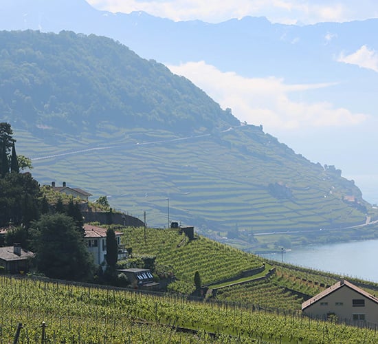Lavaux