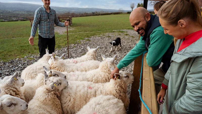 a group of domestic sheep being gathered in a pen next to a farm enclosure.