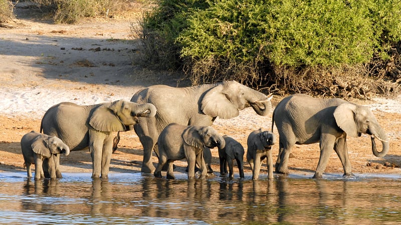 Wilderness of Southern Africa, Chobe River elephants Botswana