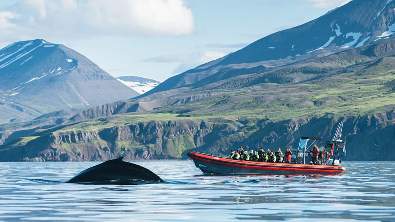 Whale Watching Iceland