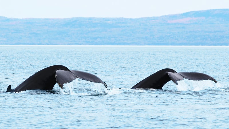 Humpback whales displaying their tail flukes, a common behavior observed during whale watching tours in locations such as Newfoundland, Alaska, and Quebec.