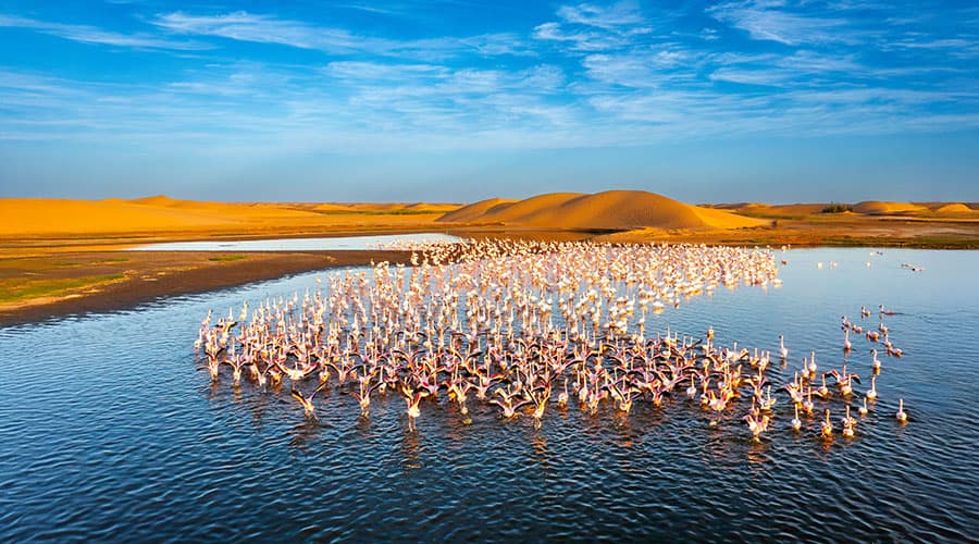 Desert scenery with saltwater lagoons full of beautiful flamingos. Namib-Nukluft National Park - Walvish Bay, Namibia