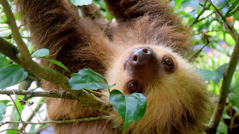 a Hoffmann's two-toed sloth (Choloepus hoffmanni) hanging upside down in a tropical environment, likely in Costa Rica.