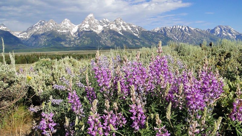 Zion National Park AdobeStockRF 184642751