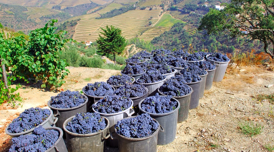Douro Valley Wine_4726451_AdobeStockRF.jpeg