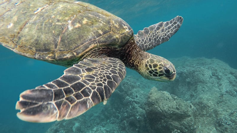 This animal is a green sea turtle (Chelonia mydas), one of the world's largest hard-shelled marine reptiles.
