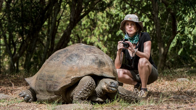 a Galápagos giant tortoise found on the archipelago.