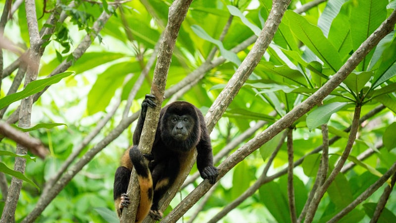 a howler monkey perched on a tree branch.