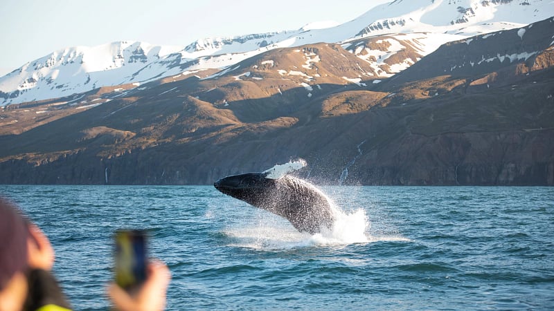 Best of Iceland, Husavik Adventures Whale Watching
